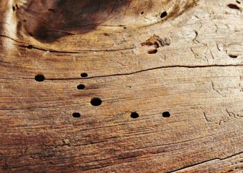 5 Tips bij houtworm bestrijden voor een veilig thuis!